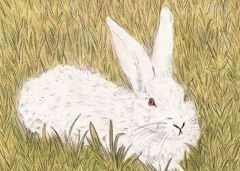 איור: שרון ארדיטי