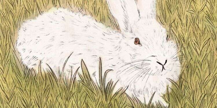 איור: שרון ארדיטי איור: שרון ארדיטי