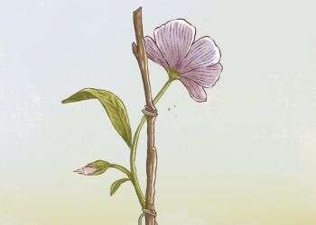 איור: הודיה מוסרי–גילבר