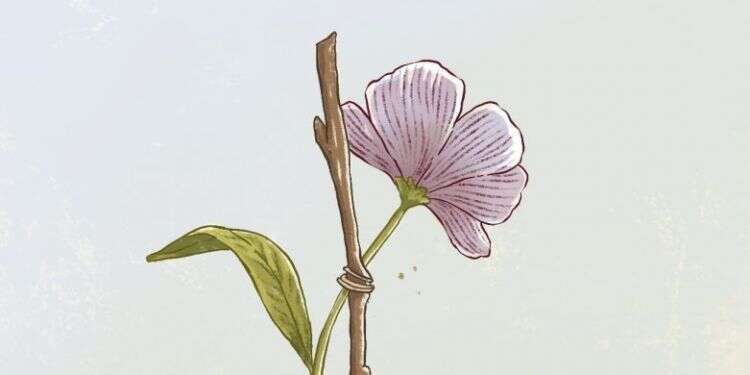 איור: הודיה מוסרי–גילבר