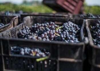 כוס התקווה הטובה: תעשיית היין הענפה בדרום אפריקה