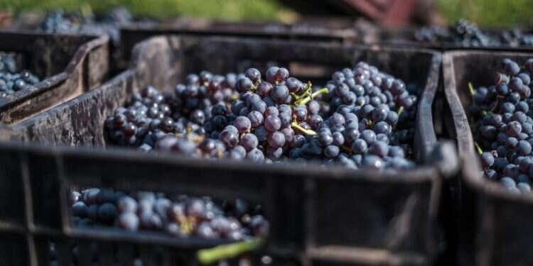 כוס התקווה הטובה: תעשיית היין הענפה בדרום אפריקה