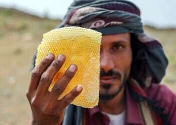 בגלל המלחמה ושינוי האקלים: הדבורים נעלמות מתימן