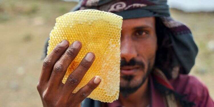 הדבורים נעלמות מתימן. צילום: AFP בגלל המלחמה ושינוי האקלים: הדבורים נעלמות מתימן