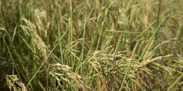 הבצורת הקשה בדרום־מערב סין משנה כבר את הנוף