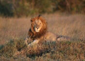 לשימוש חד פעמי