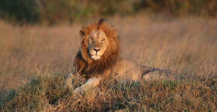 אריה. צילום: Haim Shohat/Flash90 לשימוש חד פעמי