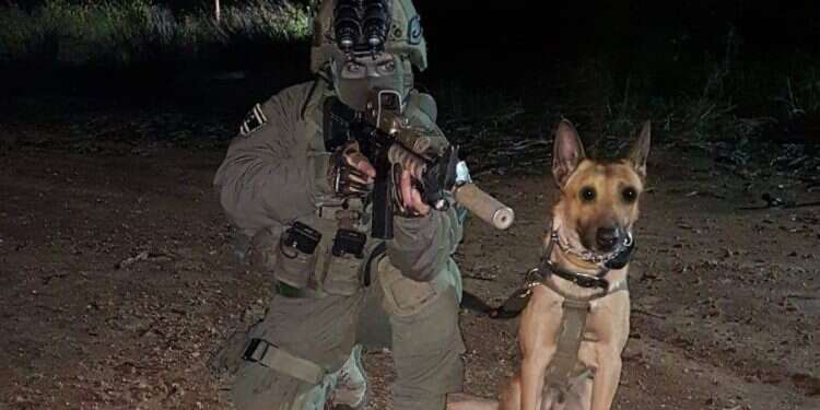 חלל הפעולה בשכם: כלב בשירות הימ"מ