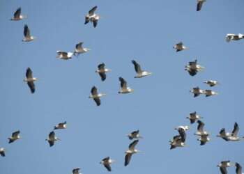 12 שנות מאסר בלבד לפעיל בארגון הומניטרי שהורשע בהעברת כספים לחמאס