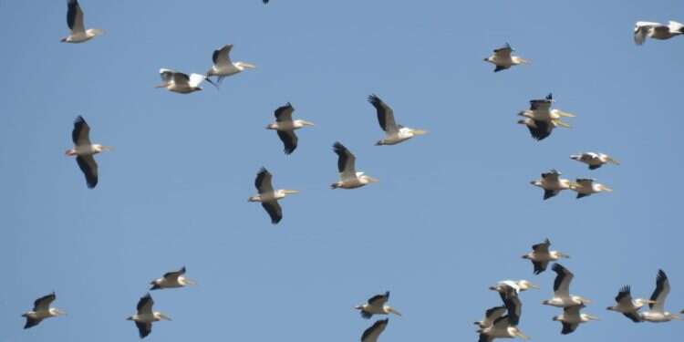 12 שנות מאסר בלבד לפעיל בארגון הומניטרי שהורשע בהעברת כספים לחמאס