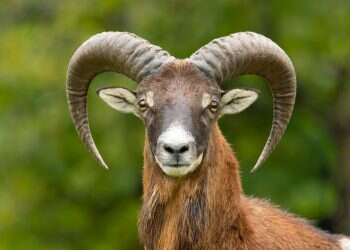 אייל קרניים