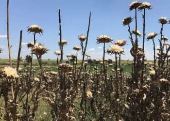 קוצים קיץ קוצני