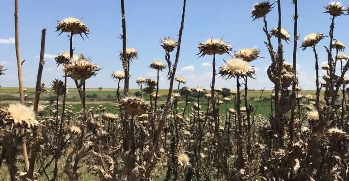 קוצים קיץ קוצני