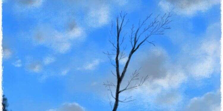 איור: מנחם הלברשטט