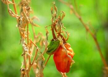 הבצורת הקשה בדרום־מערב סין משנה כבר את הנוף