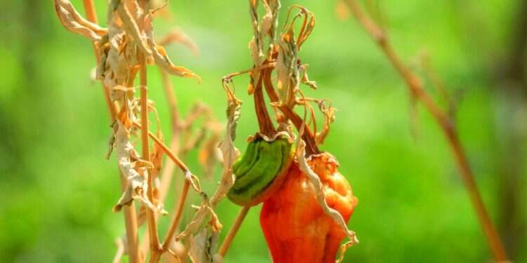 הבצורת הקשה בדרום־מערב סין משנה כבר את הנוף