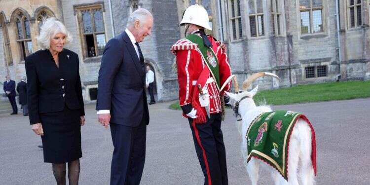 המלך צ'רלס ורעייתו קמילה בוחנים עז, קמע מקומי, בביקור בטירת קרדיף בשבת צילום: איי.אף.פי אהובת המלך, אך לא במיוחד אהובת העם הבריטי: מי היא קמילה, המלכה־רעיה?