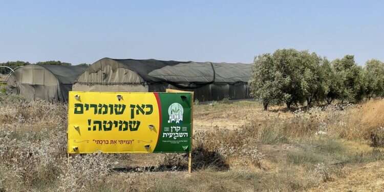 שדה בשנת שמיטה. צילום: אופיר דוד דבר השמיטה או שלטון החוק: בין מרקסיזם למהפכה רוחנית