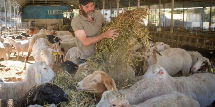 צילום: שריה דיאמנט
