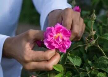 בראש השנה פרחה שושנה: טריוויה לשנה טובה