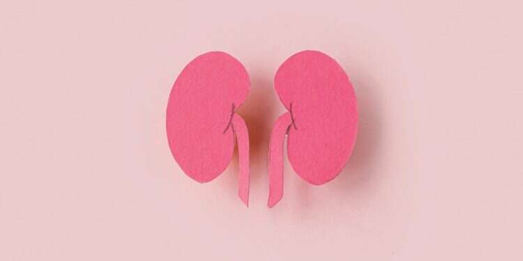 איור: שאטרסטוק תרומה לא מוכרת: הרגעים הגדולים והקטנים, המרגשים אך גם כואבים, בתהליך תרומת כליה של סגנית עורך מקור ראשון