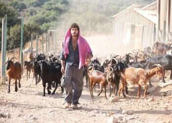 הלל גרדי, מטפל באמצעות עיזים, מביא את הטבע למאסטר שף