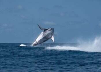 חבורת המשוגעים הישראלית שיוצאת לרדוף אחרי לווייתנים