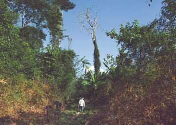 חוק הג'ונגל: רצח, שחיתות וגניבת קרקעות ביערות הגשם של ברזיל