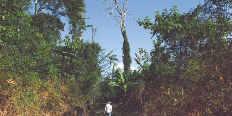 יער בטריטוריה הילידית
של אפיטראווה, פארה
צילומים: רפאל ויללה, עבור הוושינגטון פוסט חוק הג'ונגל: רצח, שחיתות וגניבת קרקעות ביערות הגשם של ברזיל