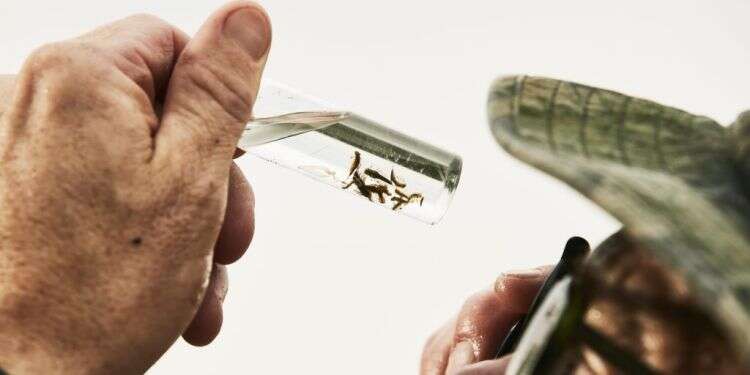 "אנחנו מאבדים את היצורים שהופכים את החיים לבעלי ערך"