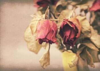 ורד פרח פרחים ורדים נובל נבול