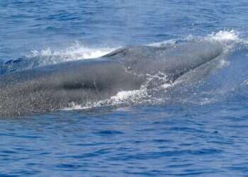 "הלוויתן האמריקני היחיד": גילו אותו רק בשנה שעברה, וכבר הוא בסכנת הכחדה