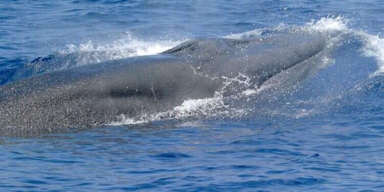 "הלוויתן האמריקני היחיד": גילו אותו רק בשנה שעברה, וכבר הוא בסכנת הכחדה