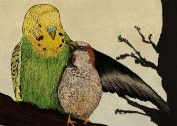 איור: שרון ארדיטי