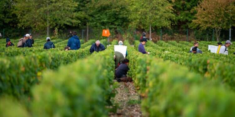 הוא מגוון, מרכך יינות קשוחים ונפוץ בעולם: הכירו את המרלו