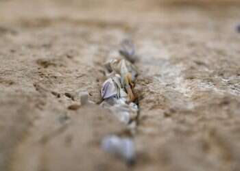 המארגנים ביטלו השתתפות מרצה שכתב על הרב טאו – וגבאי ביה"כ סירב לארח את הכנס