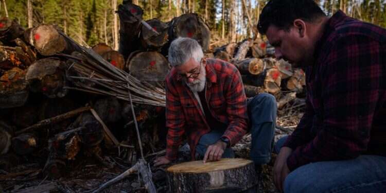 ז'אן־לוק קאנפה ולואי דה־גראנדפרה בוחנים עץ שנכרת. צילום: איי.אף.פי מאבקים להצלת בעל החיים האצילי שעל סף הכחדה: "כעת תורנו לעזור להם"