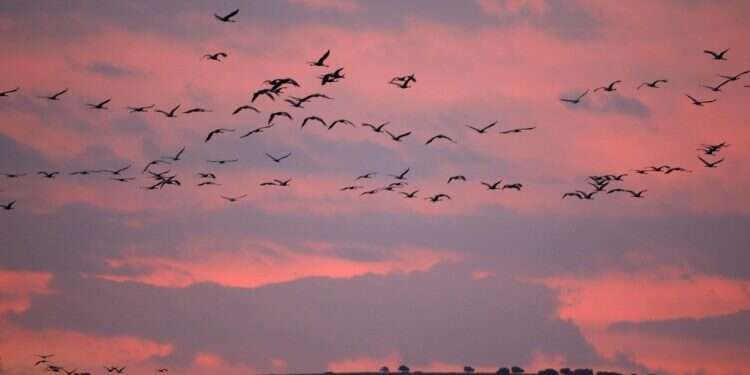 עגורים מעל אגמון החולה. קרדיט: AFP תחזית מזג האוויר: ימים בהירים ונאים בדרך