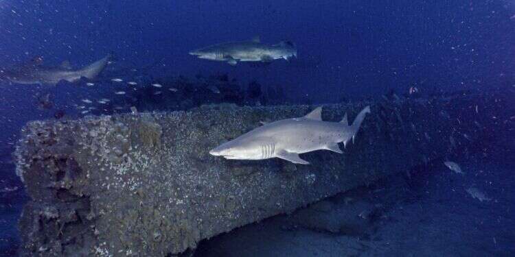 כרישים. צילום: AP כרישים בשירות המדע: כך נחשפה הערבה התת ימית הגדולה בעולם