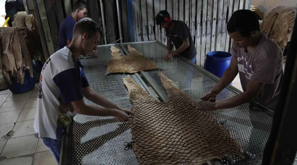 בורסקאות בטכניקות שאינן מייצרות פסולת רעילה. תהליך עיבוד עור הפיררוקו. צילום: איי.פי