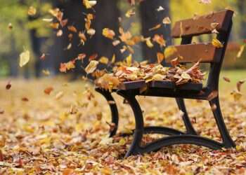 רוח יבשה ספסל שלכת