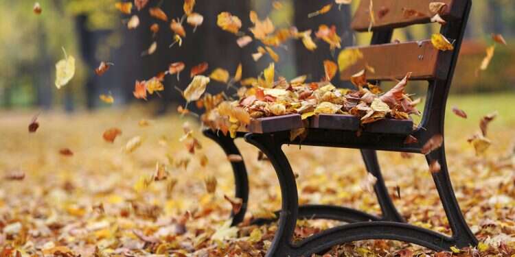 רוח יבשה ספסל שלכת