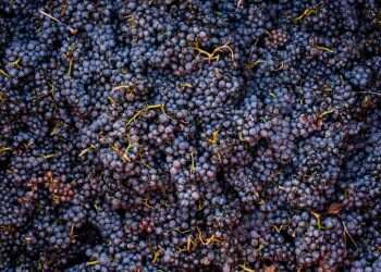 זן הענבים שכמעט הושמד במגפה חזר בגדול כיין משובח