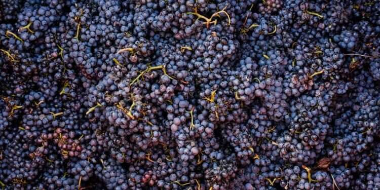 אילוסטרציה. קרדיט: EPA זן הענבים שכמעט הושמד במגפה חזר בגדול כיין משובח