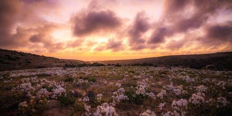 קרדיט: AFP פרשת וישלח: סכסוכים, התנתקות ופיוס גדול בסופם