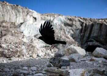 סיפור על עורב שבלע תנין שבלע צפרדע מקבל משמעות מפתיעה בתורת ברסלב