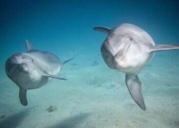 נוסעים דרומה בחנוכה? חמישה דברים שלא תרצו לפספס באילת