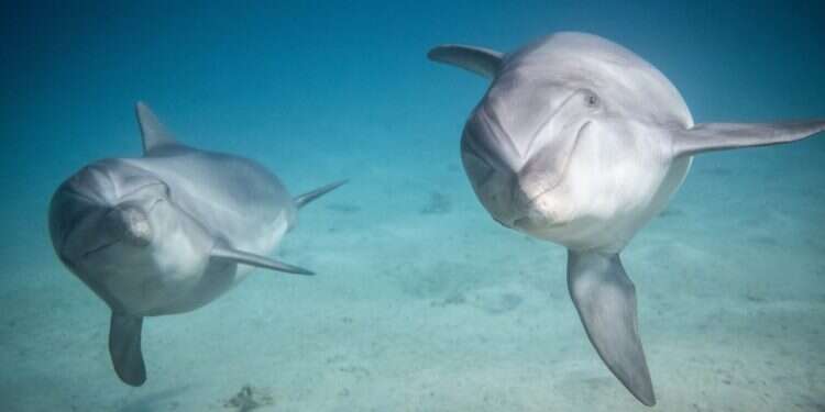 נוסעים דרומה בחנוכה? חמישה דברים שלא תרצו לפספס באילת