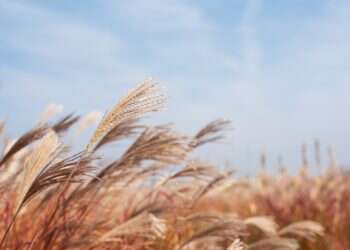 רוח יבש סתיו קיץ