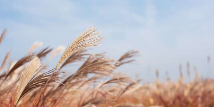 רוח יבש סתיו קיץ